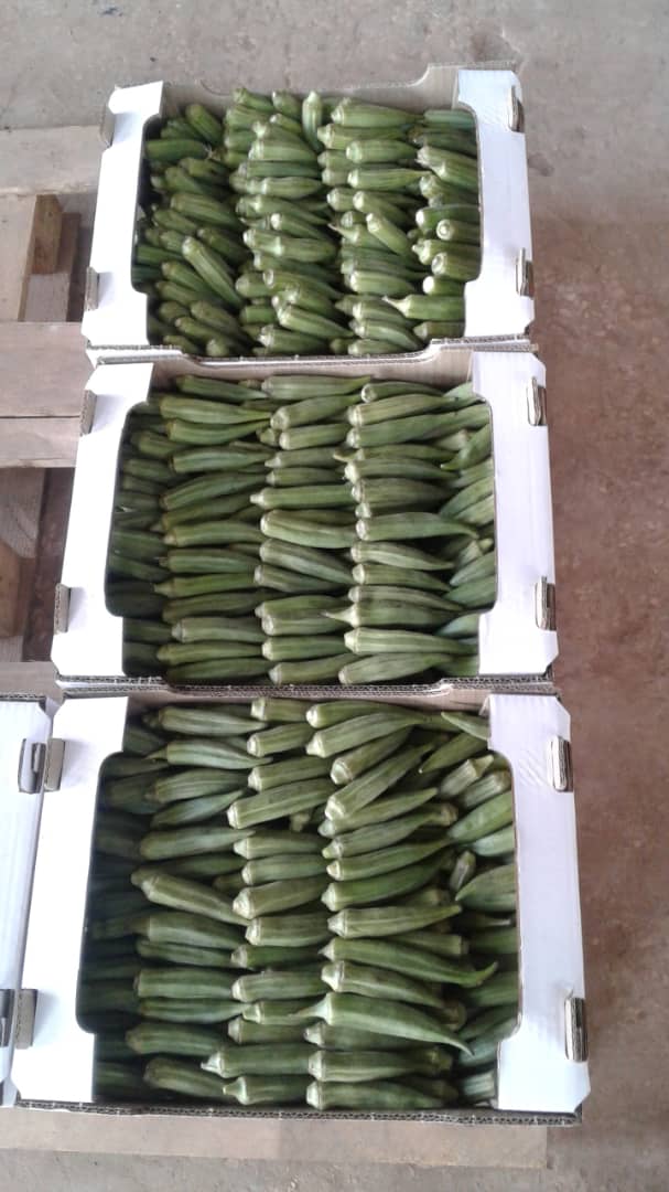 Gombos  - fruits et légumes gombos frais en provenance du senegal vendu par carton de 4kg soit 18 euros le carton. contactez moi pour plus d'informations. merci.