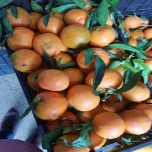 fruits et légumes de bonne qualité. - fruits et légumes entreprise algérienne en export de fruits & légume,  produits alimentaires.--nous sommes à votre disposition pour tout produits algériens - dattes,  oranges,  citron, ...--