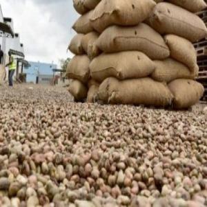 Noix de cajou brute- Out-turn 46-47-48-49-50 - autres bonjour chers tous,  dans le cadre de la campagne 2019 relativement aux noix de cajou brut et aux amandes de noix de cajou,  nous recherchons des partenaires et/ou clients pour la vente de nos produits. nous souhaiterions exporter principalement vers la turquie,  le maroc,  l'inde,  le vietnam et tout au