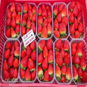 Fraise  - fruits et légumes bonjour, --nous sommes des producteurs et exportateurs de plusieurs types de fruits et légumes. --pour le moment notre récolte de fraise est prete. --packaging - barquettes de 250 grammes / 12 barquettes/  carton. --merci de nous communiquer afin de vous donner une bonne offre de prix -