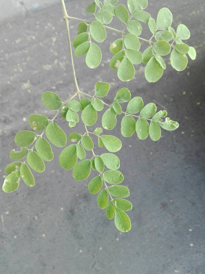 Plante Moringa oleifera - semence graine plant cherche fournisseur de plante de moringa oleifera ,  de préférence de trois à cinq mois d'âge,  cultiver de façon naturelle et bio 