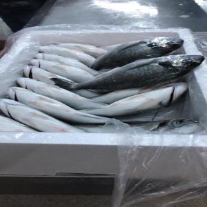 Daurade tunisienne d'élevage  - poissons nous sommes une société d'élevage des poisons en mer --nous cherchons des clients pour achats de nos produits seabrem  et seabass de calibre 300 400 g .400.600g et 600.800g--