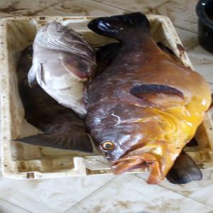 POISSON CONGELE ET POISSON FRAIS  - poissons diverses variétés de poisson pélagiques comme exotiques venant d'afrique de l'ouest . fao 34 --contactez nous en cas de besoin pour un partenariat durable 