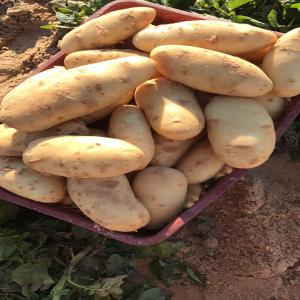 Grossiste de pommes de terres - fruits et légumes nous sommes des agriculteurs,  nous cherchons des clients qui peuvent acheter des pommes de terre en grandes quantité en mauritanie avec un bon prix et une très bonne qualités