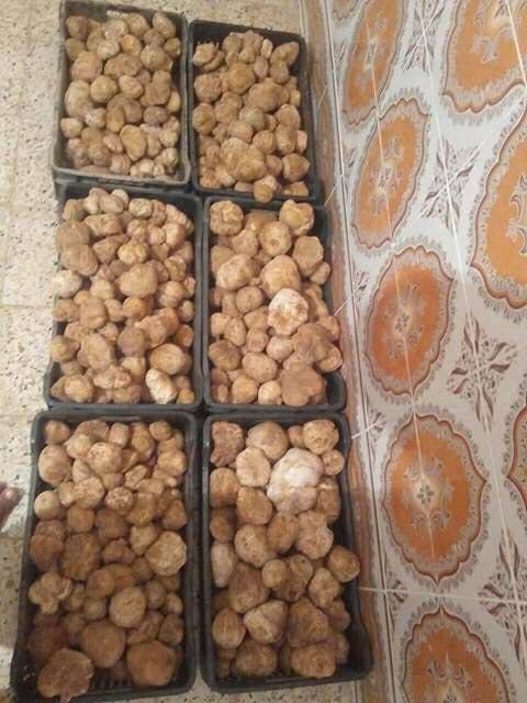 Algerian truffles  - fruits and vegetables algerian truffles freshly harvested from the south of the sahara,  delivery is at the airport or port of algiers,  with the possibility of delivering to the customer's site in europe.