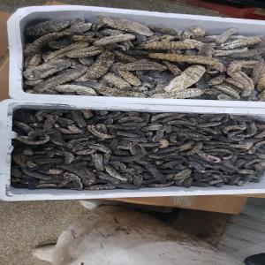 Dried sea cucumber - fish good morning--we are a marketing company located in mauritania.--we are looking for new client for white and black dried sea cucumber.--if you are interested by our product please feel free to contact us--best regards