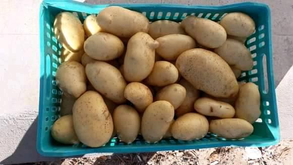 Pomme de terre _ Spunta - fruits et légumes bonjour tout le monde,  nous sommes une société de vente des produits agroalimentaires implantée en tunisie,  nous cherchons des clients sérieux qui veulent acheter les pomme de terre de variété spunta de très bonne qualité dans des filets de 10k