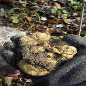 TRUFFES BLANCHES & NOIRE - champignon levure bounjour,  nous sommes une famille de trufficulteurs. --je vous contactez pour savoir si vous etez intéressé pour un approvisionnement en truffles noire/blanches,  pour le période qui commence de mi-juin à fin décembre 2021.--nous produits sont 100% naturel,  --nos pr