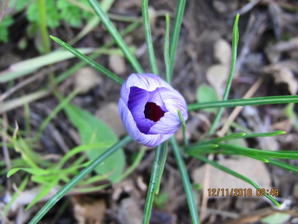 Développement Safranière Bio en Kabylie (DZ)