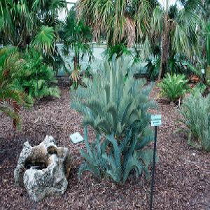 Graines de palmier cycad comptées nettoyées - semence graine plant nous avons une bonne qualité. les graines sont nettoyées,  comptées et emballées dans des sacs. bonne germination. beaux palmiers. graines de sétaire / wodyetia bifurcata graines de vigne bleue de glycine de chine.--cycas armstrongii graines--  graines de cycas cair