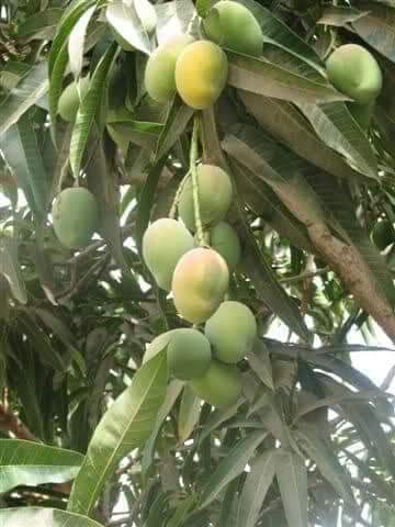 Je peut produit des tonnes de mangues bio - fruits et légumes j'ai des champ de mangues bio au sénégal qui produit plus de 300 tonnes et plus je cherche partenaires financière ou acheteurs en gros 