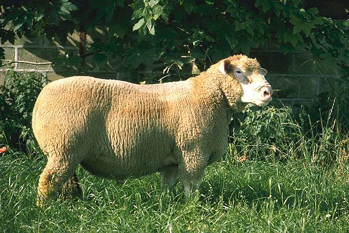 moutons vivants - animaux vivants nous sommes une société de consultants en chine basée à hangzhou pour les gros clients du moyen-orient