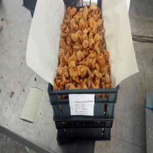 girolle frais - champignon levure bonjour je  cherche client pour  exporte champignon  frais  girolles jaune.de bonne qaulite.et  j ai aussi  50kg morilles extra  seches.pour plus  d inform contacter  moi cordialment.