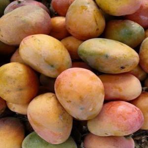 Mangue du Sénégal - fruits et légumes bonjour je suis une jeune sénégalaise je vie en france je cherche des grossistes ou des particulier pour vendre mes mangues et des noix de cajoux si vous éte intéressé contacter moi merci 