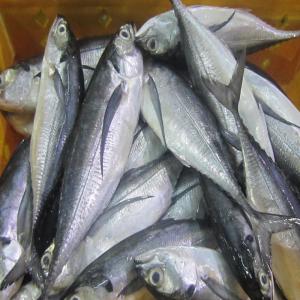 FROZEN FISH FOR AFRICA / POISSON CONGELÉ - Offers valid for Sub-Saharan ...