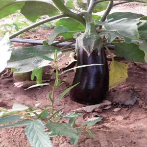 Vergé a vendre au Sénégal superficie 13 hectares - autres bonjour vergé a vendre au sénégal 13 hectare clôturé cultivée en plaines croissance avec un inhalation goût a goût neufs pour plus de détail mes contact té par téléphone ou watsap