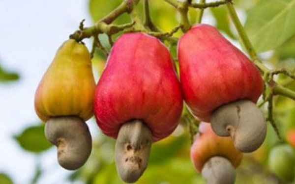 Anacarde 100% naturelle en Stock - fruits secs et graines grillées besoin de client potentiel pour écouler notre stock d'anacard (noix de cajou)...plus de 500 tonnes possibilité de faire partenariat..je suis au burkina faso--