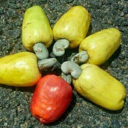 VENTE ACAJOUX BRUTE - fruits secs et graines grillées nous disposons en vente de noix dacajoux brute kor 47...kor 48...kor49..bord champ et en magasin  disponible au bénin...burkina...togo...--prix 500f bord champ...prix en magasin a negocier. ..--pour plus d'infos veuillez nous contacter...