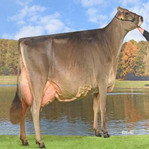 Recherche Génisses de race Brune ou Brown Swiss - animaux vivants bonjour.--nous sommes mandaté via un client tunisien à l'acquisition de génisses de race brune ou brown swiss.--la quantité lors de la première commande est de 300 voir plus.--age entre 26 mois à 32 mois.--poids environ 500kg.--pouvez vous m'envoyez une fich