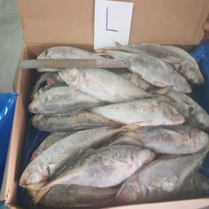 Frozen horse mackerel. - fish frozen horse mackerel.--origin morocco fao -34 atlantic.--sizes- p / m / l.--for export.--produced in february 2019.