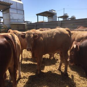 VENTE DE TAURILLONS VIVANTS  POUR ABATTAGE - animaux vivants vente de taurillon vivants pour abattage, charolais,  limousin et croises pour abattage poids de 550kg-800kg qualification,  u, r . origines espagne.--  --