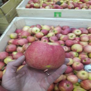 le pommes du refregirateur calibres en gros - fruits et légumes 2.	bonjour,        --notre entreprise offre  une pomme du réfrigérateur variétale de haute qualité de notre propre production,  de 20 à 2 000 tonnes. sans scall,  sans grele,  en couleur. avec possibilité d'emballage en eurotar (boîte en carton ondul&eacut