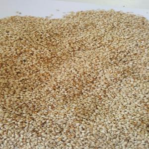 Graine de sesame blanc Tchad - céréales sesame blanc enballe dans des sacs de propylene  de 50 kilo.conditionne a moundu(tchad) puis tranporte au cameroun et livré au choixcdu client