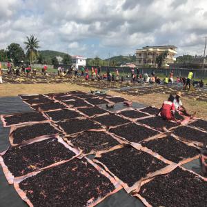 Vanille Bourbon de Madagascar  - épices aromates bonjour,  --nous sommes une société malgache spécialisé dans la préparation de vanille,  implanté au nord-est de madagascar,  plus précisément dans la région sava,  à antalaha.--notre entreprise exporte de la gousse,  de la poudre,  et 