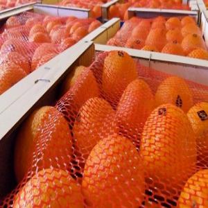 export des fruit et legume - fruits et légumes export de tout les fruit et legumes avec prix interessant --origine - maroc --qiantitè minimum - 20 tonnes--merci pour votre comprhension --