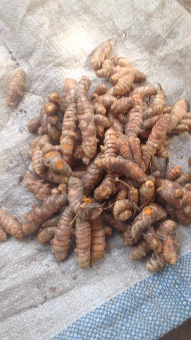 Curcuma Frait - épices aromates j'ai du curcuma frais 20 tonnes disponible.--livraison possible en contenaire 20 pieds.--pour d'autre demande de produits huiles de palmiste disponible en grande quantité. contact whatsapp possible.