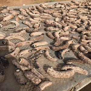 Grossiste vendeur ,fournisseur de concombre de me - poissons j'ai la possibilité de  fournir une importante quantité de concombre de mer séché ou en poudre j'habite a dakar , au sénégal.