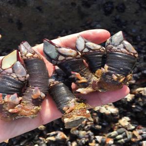 Cherchons  Importateur de PERCEBES ,  BERNACLES - coquillage crustacé bonjour,  --cherchons partenaire de importateurs des de mer pour comercialiser ce produit en espagne,  portugal,  france.--merci de nous faire part de vos demandes.--cordiales salutations--sif 