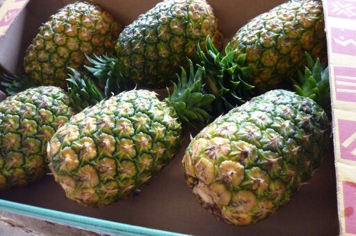 ananas - fruits et légumes nous disposons des ananas bio et conventionnel pour tous nos clients a travers le monde. nous sommes des producteurs et en coopérative,  nous souhaiterions augmenter nos quantités en productions alors toutes personnes ou entreprises peuvent nous contacter.--nous faisons d'autres fruits 