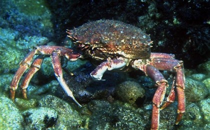 Cherche Exportateur de Crab de Mer - coquillage crustacé a tous les expoirtateurs de fruits de mer.--vous invitons a nous faire part de vous offres,  afin de trouver un point de rencontre commercial en ce qui concerne le crab de mer.--serons en attente de vous lire ,  afin de convenir accord bilateral.--cordiales salutations.