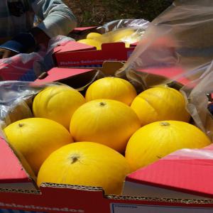 Melon a partir d'Avril - fruits et légumes la récolte de melons gladial va commencer. anticipez vos achats en prenant désormais contact avec nous. nous sommes une société brésilienne spécialisée dans l’export de fruits et légumes. nos melons sont conditionnés en cartons de 15 kg.