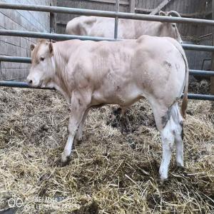 veaux d'engraissement - animaux vivants nous cherchons fournisseurs des veaux d’engraissement poids entre 200kg a 250kg de races limousine charolaise angus bbb