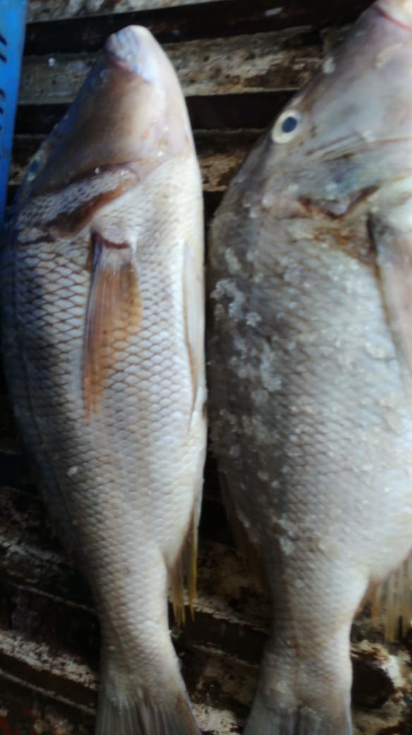 Poisson frais Thon Rouge ..Bérri  ...en stock - poissons je suisse basé  a maurice et on a des bateaux de peche qui qui sont baser á la peche  au bérri et au thon rouge actuellement disponible ( la perle  fish) nous en avons  en quantite illimité et frais