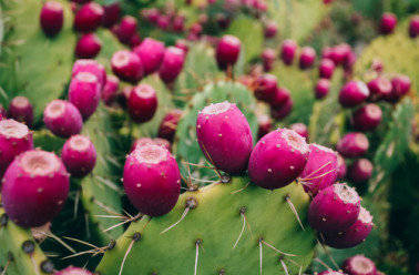 GRAINS DE FIGUE DE BARBARIE  nopal    - épices aromates vente gains de figue de barbarie bio 100%   nopal  dans des sacs de 50 kg provenance tunisie--avec possibilité d'échantillons 