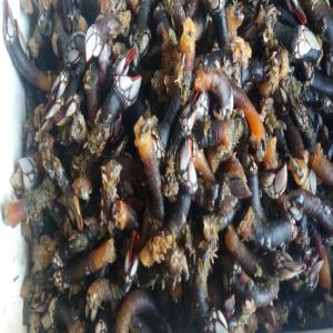 recherche producteur de Fruits de mer em Maroc - coquillage crustacé je cherche le fournisseur de pouce-pied (pollicipes pollicipes), palurdes ruditapes decussatus au maroc.--importer pour combiner-urgente