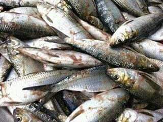 Poissons et fruit de mer venant de saint-Louis du - poissons je suis mareyeur de saint-louis du senegal je suis à la recherche de partenaires cherchant de produits halieutique 