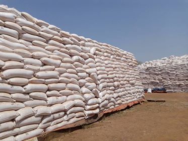 GRAINES DE COTONS A VENDRE EN PLUSIEURS TONNES - café cacao thé nous mettons en vente  12 000 tonnes de grains de cotons huileries . prix 80.000 la tonnes exw magasin.