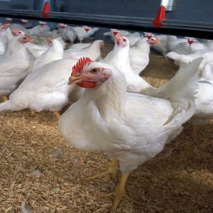 vente de poulet de chair - viandes et oeufs poulet de chair en vente chez adja je cherche des clients ici a dakar et aussi a des restos possibliter de livraison hygiene bien respecter--1kl800--1kl900--2kl