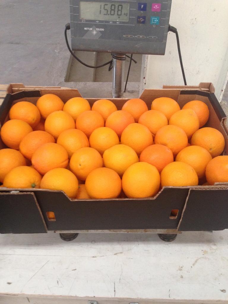 Orange origine Maroc. - fruits et légumes orange origine maroc.--conventionnel.--variété- valencien/ washington/ maroc late/ navel....--de la région d'agadir.--cat 1.--de bon qualité.--pour l'export.--transport international.