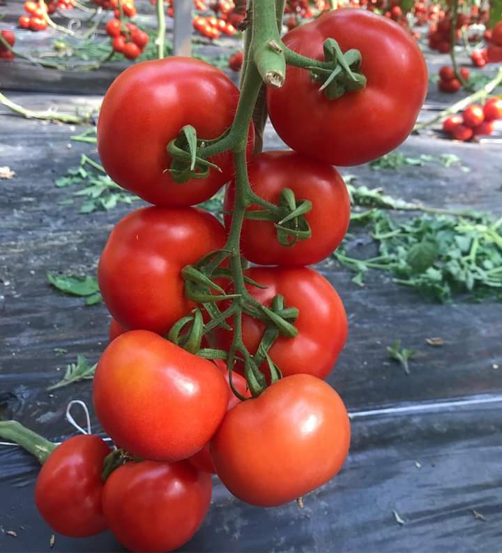 Le tomate sicilien - fruits et légumes tous les intervenants dans le domaine des produits agricoles à l' échelle européenne sinon mondiale reconnaissent au tomate sicilien une valeur très importante et le donnent un rang prépondérant par rapport au tomate d' autres provenances, et ce grâce &