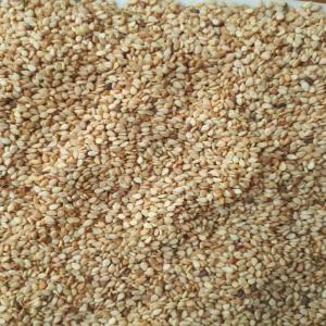 Sésame blanc, bigarer, et noir - fruits secs et graines grillées sésame en stock plus de 200 tonnes.--_sesame noir--_sesame blanc--_sésame bigarer--pour vos besoins n'hésitez pas a prendre des renseignements. des tarifs très professionnels et de qualité.--nb/pas sérieux s'abstenir.