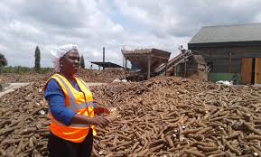 amidon de manioc opportunités d'affaires - féculents je viens respectueusement auprès de vous solliciter des renseignements et peut-etre une collaboration futur. ----en effet,  nous sommes un groupe de jeunes camerounais qui souhaitons nous lancer dans l'entreprenariat agro industrielle. c'est ainsi que dans le souci de monter notre busness plan