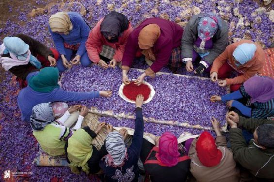 Vente de Safran Marocain / Taliouine  - épices aromates vente de safran bio d'une qualité supérieure de la région de taliouine qui se distingue par sa couleur,  un beau rouge sombre,  sa forte odeur et sa saveur inégalée.nous cultivons des terres vierges dans le plus grand respect de l’environnement avec certification bio