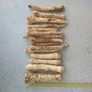 We sell horseradish, crop 2019 - fruits and vegetables we offer horseradish / wild root,  / crop 2019,  washed,  unsorted, picked by hand 850 eur/ton  exwork poland