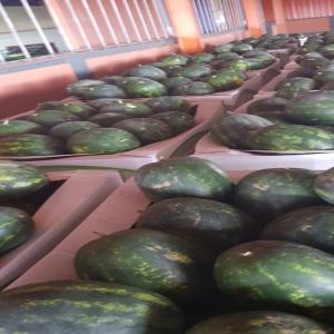 Recherchons clients pasteque et melon maroc - fruits et légumes nous avons de la pastèque et du melon en provenance du maroc,  marchandise disponible en france,  région lyonnaise,  livraison dans toutes l’europe. pasteque calibre 5 à 9 et 10 a 15 kg. minium d'achat 2 palettes. prix très intéressant. récolté le lundi 