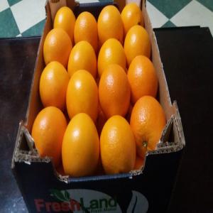 Recherchons client pour orange Valencia  - fruits et légumes je recherche des clients qui pourrais acheter de l'orange d’égypte de la variété valencia,  le prix est fixe 60 ct port anvers,  possibilité de livraison dans toute l’europe,  calibre mélangé 1,  2 et 3 en carton de 15 kg. très belle qualité,  et tr